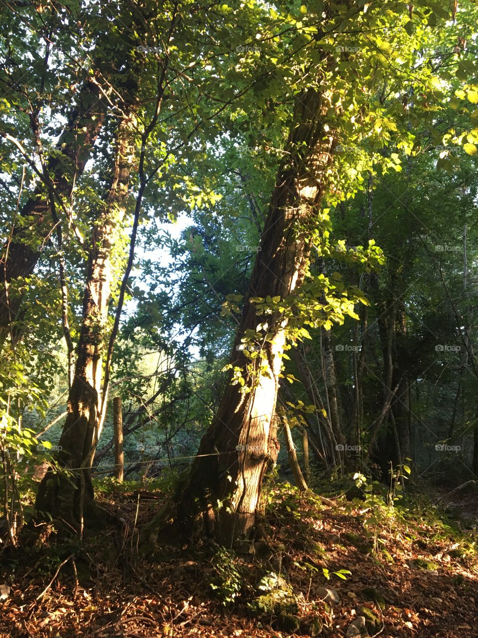 Evening sunshine in woods