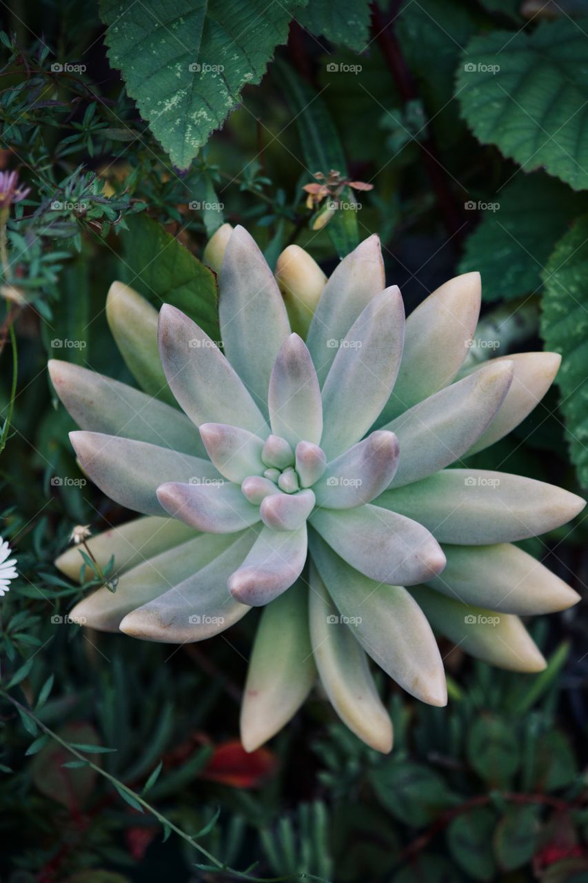 Succulent in the garden 