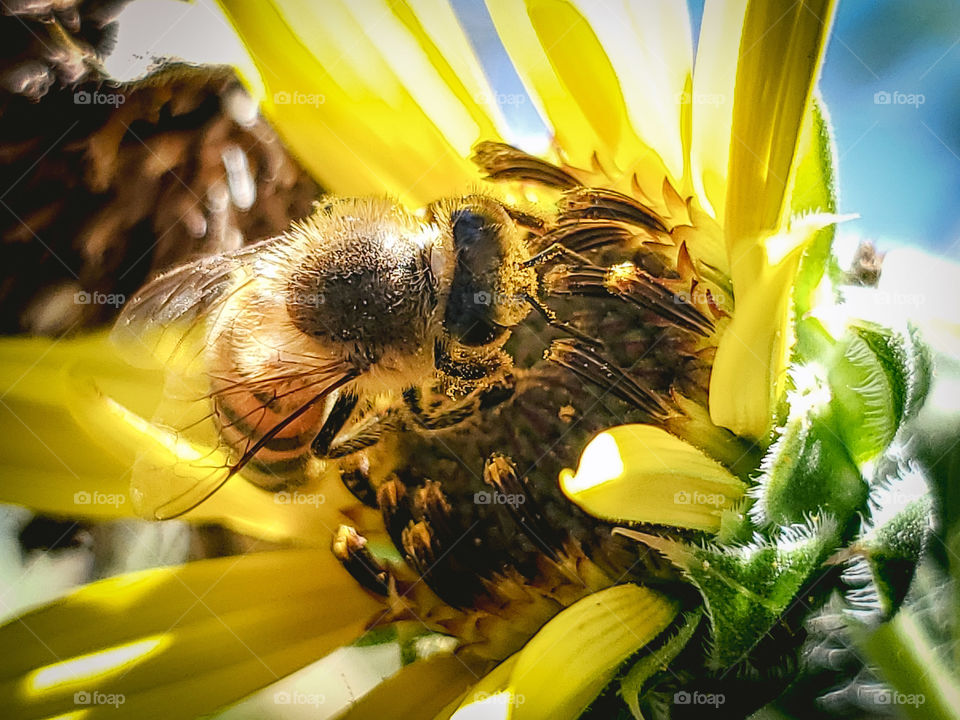 Macro side angle of a honeybee pollinating a yellow common sunflower on a bright sunny summer day