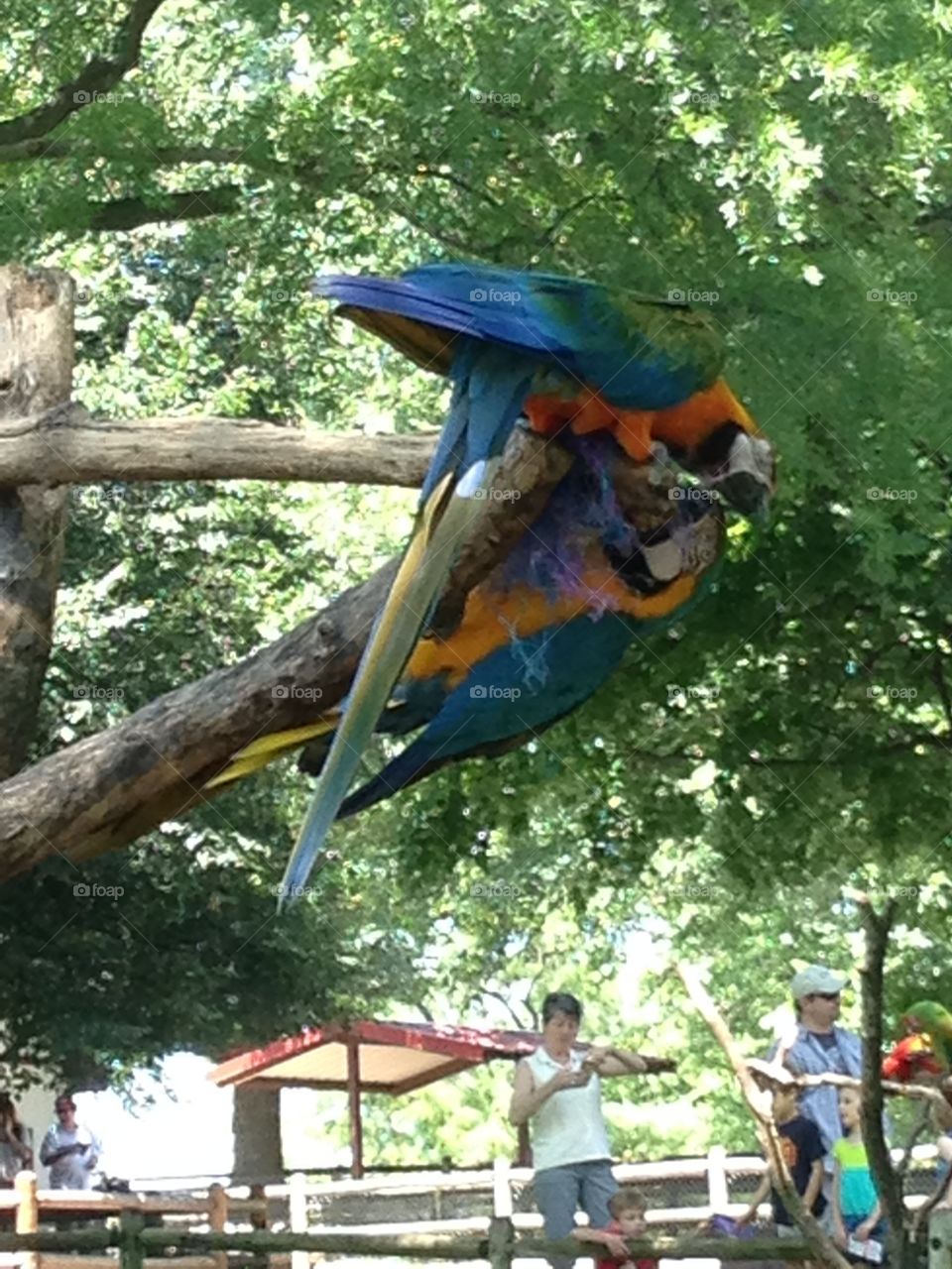 Macaws 
