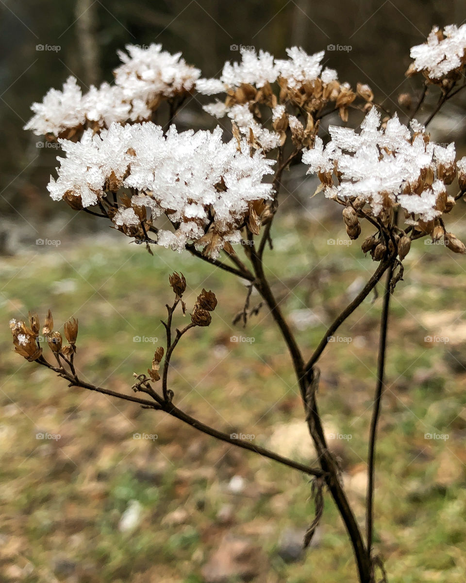 Ice crystals - artist of nature 