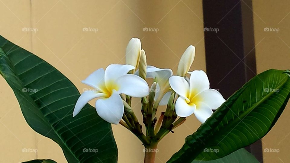 White Fragrant Frangipani
