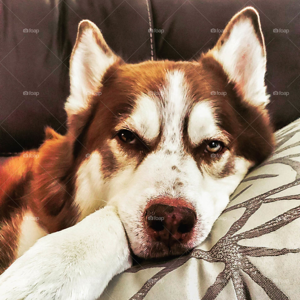 husky with head on pillow