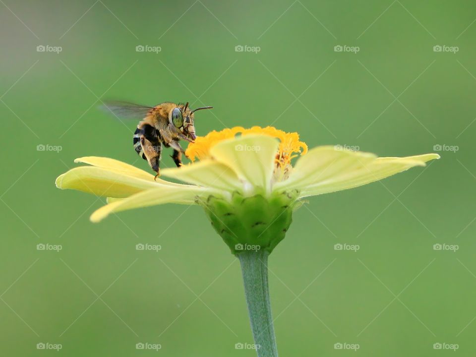 Nectar Addict..
Bee..