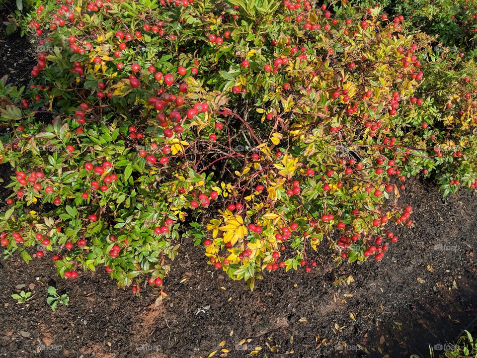 close-up of shrub with leaves and berries