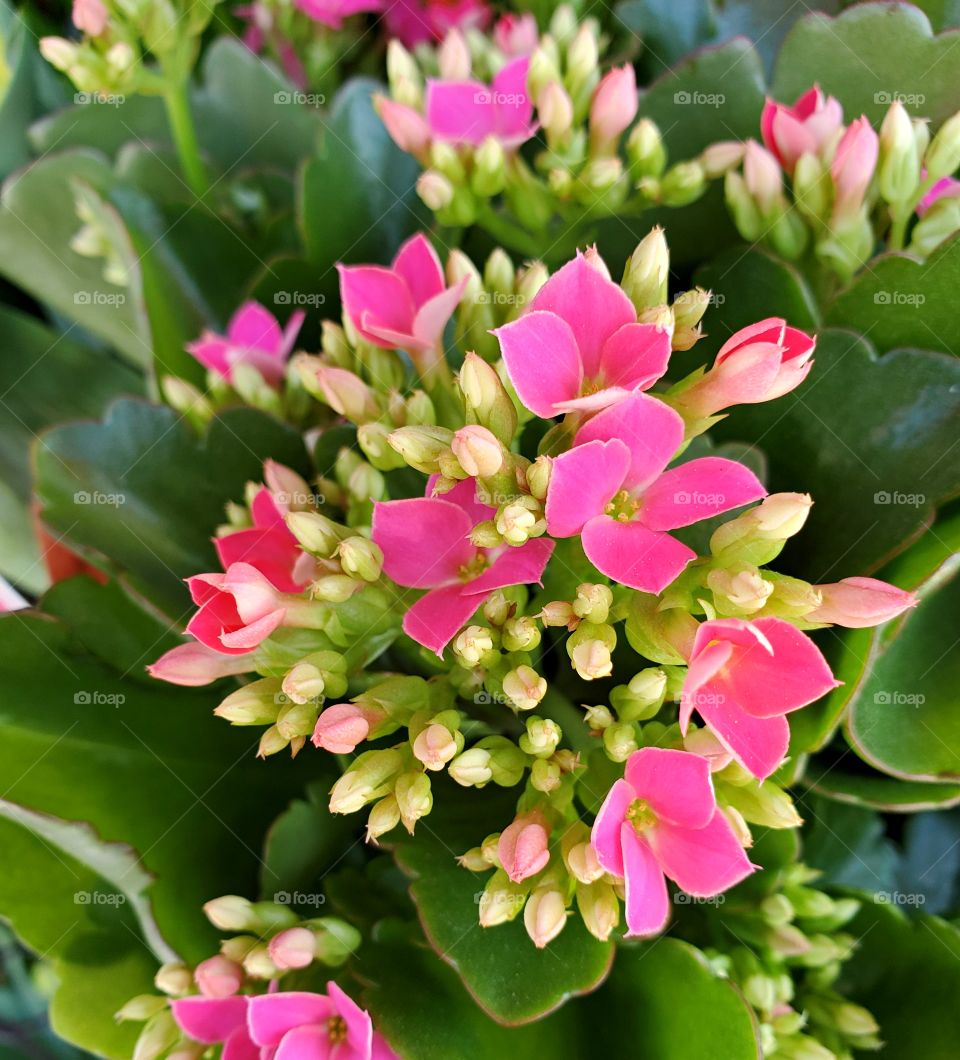 pink hydrangeas blooming in Spring!