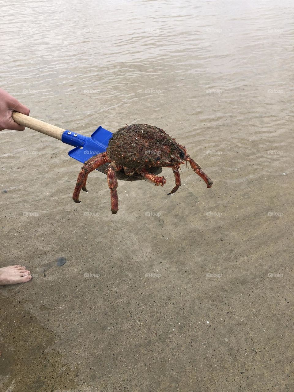 Crab