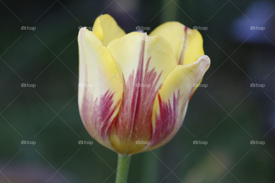 Tulip