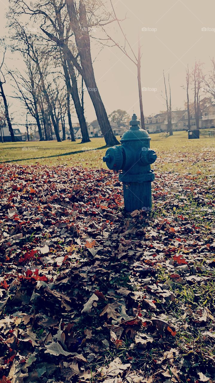 Blue Hydrant amongst the Fall Leaves