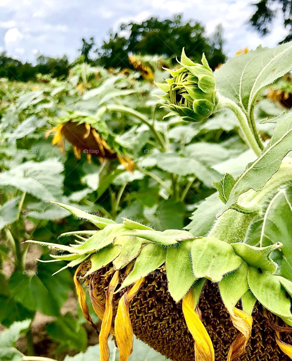 Giant sunflowers drooping in summer heat and threatening storms