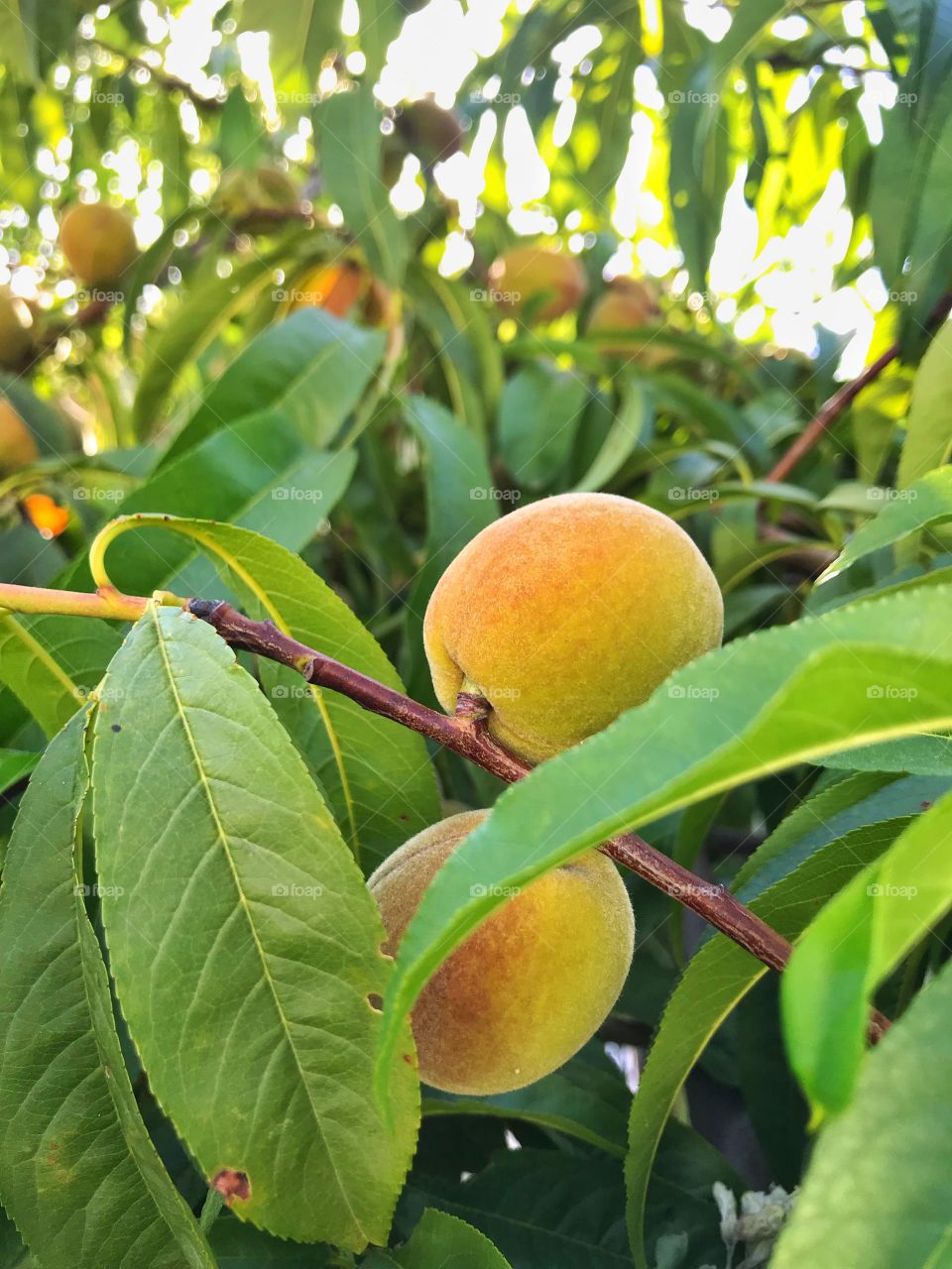 fresh green apricot tree