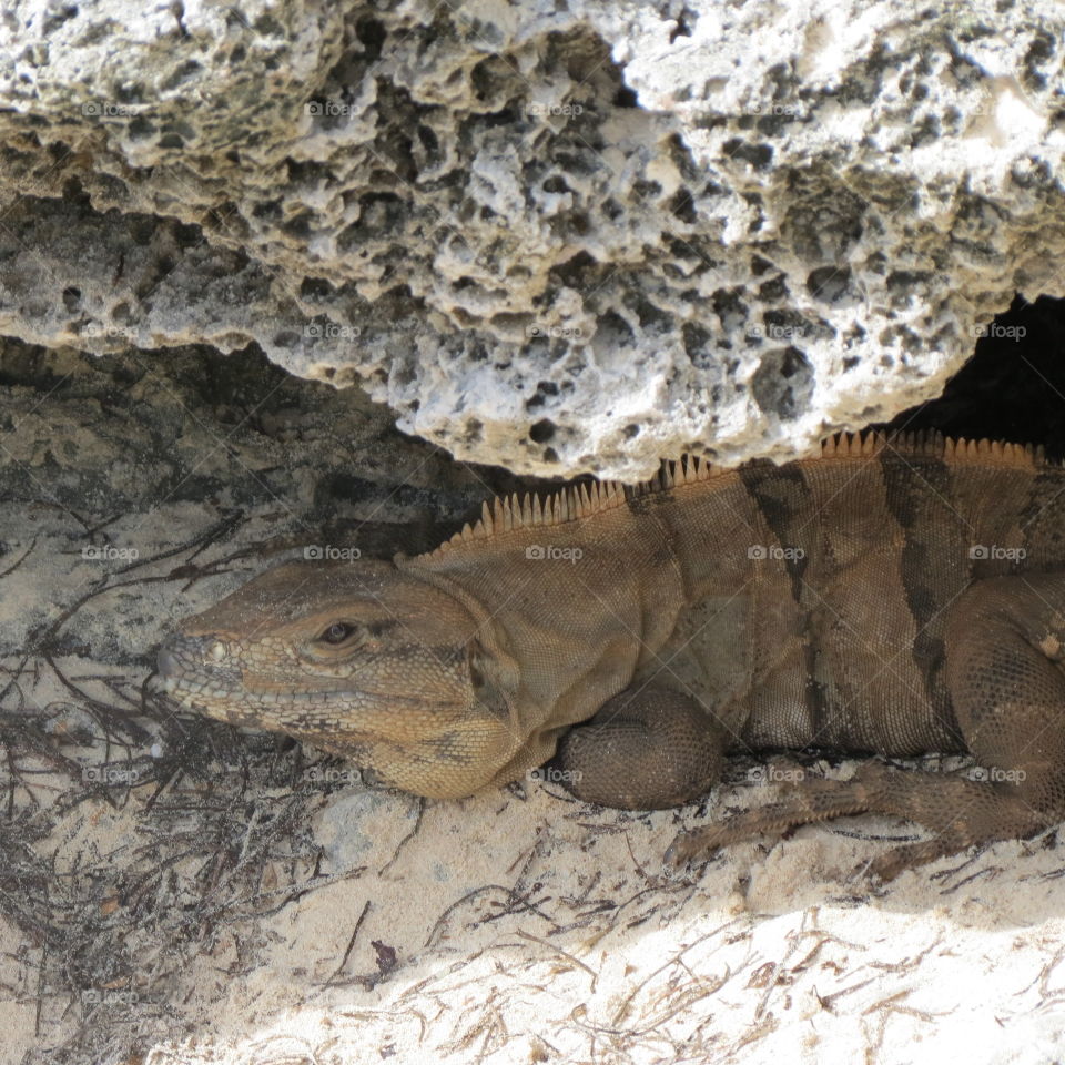 Iguana on the beach in Cancun, Mexico.