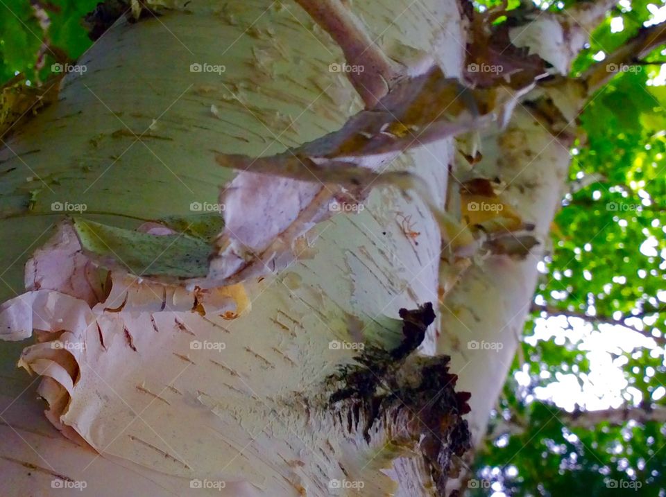 White bark tree