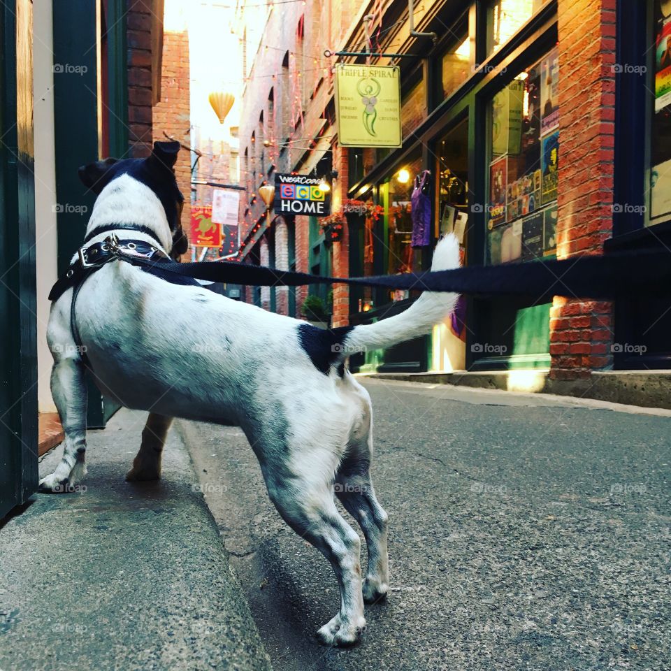 Small dog in a Chinese Alley... 