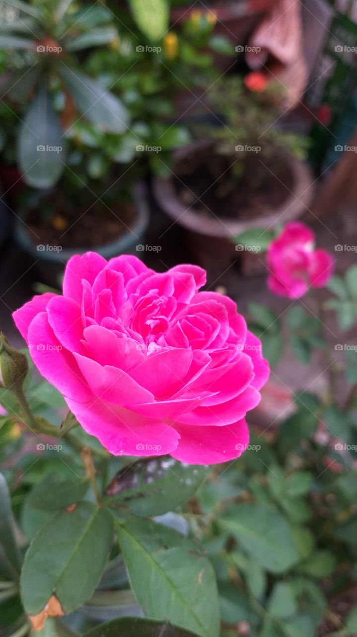 rose in my garden