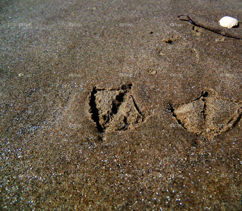 Duck feet mark. Marks in the sand on the beach of duck feets