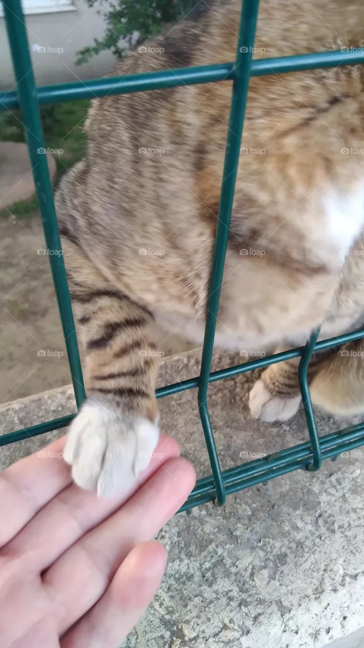 cat