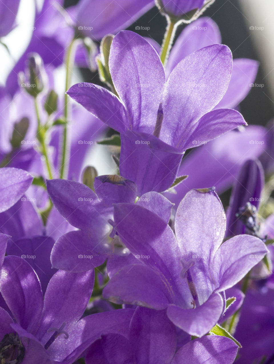 Purple flowers