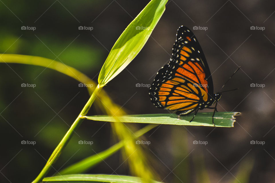 A monarch sits in the sun upon a blade of grass in the summertime. 