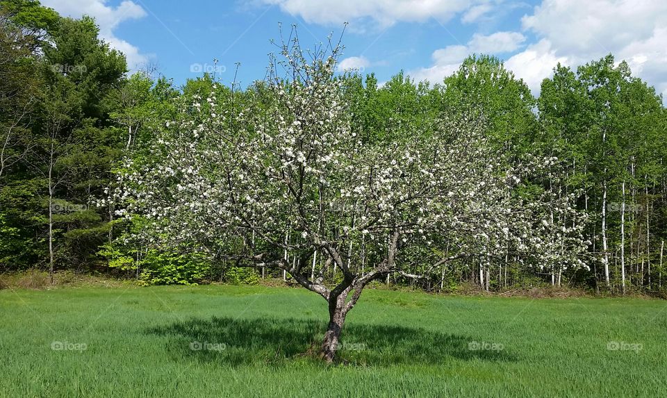 apple buds. my apple tree in full bloom!