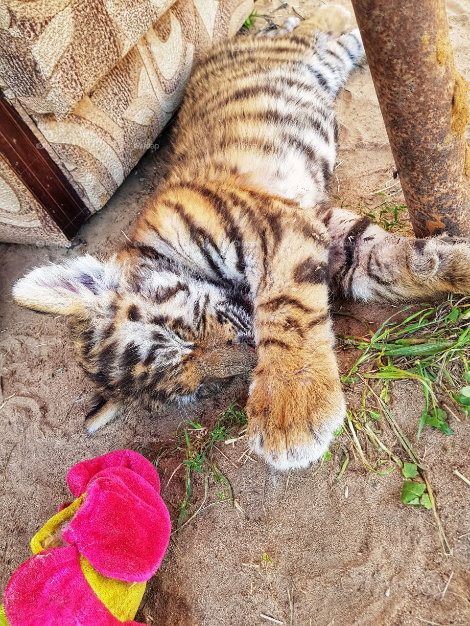 Sleepy tiger