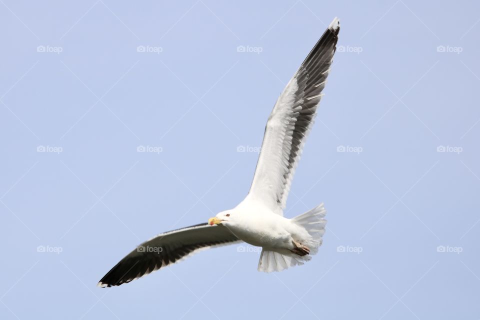 Seagull 