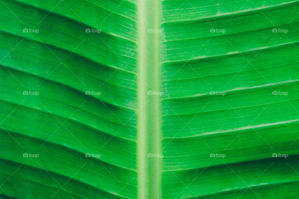 Close up detailed view of green banana leaf background with abstract vain texture lines form natural pattern. Bright lit by sunlight of tropical forest use as space for text or image backdrop design.