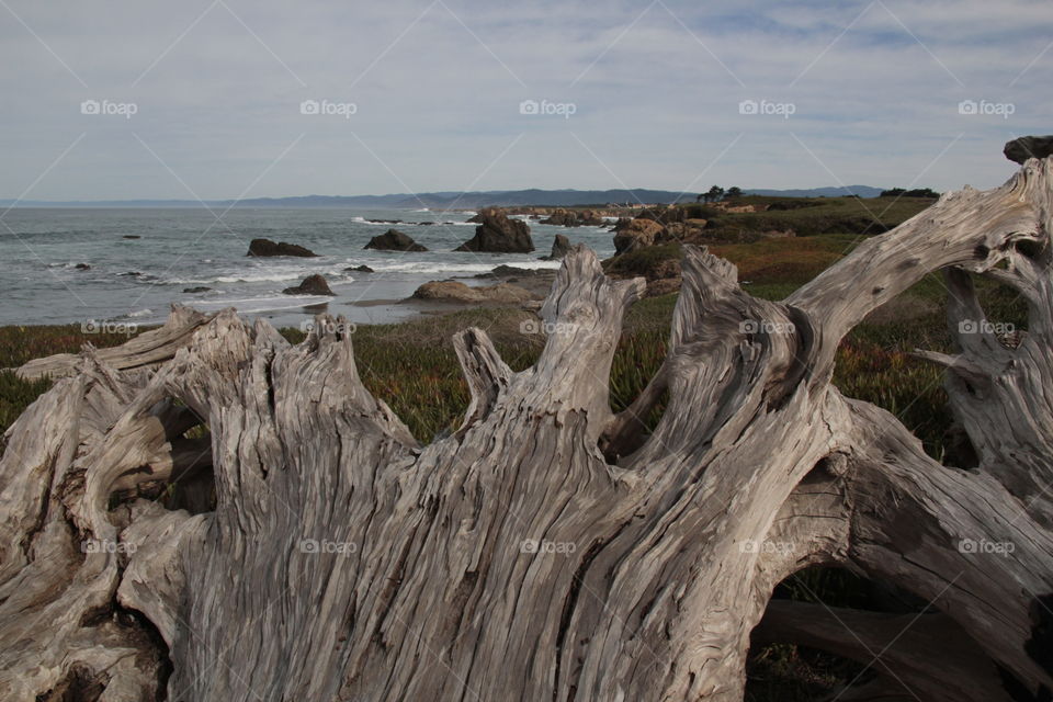 Old tree by the ocean 