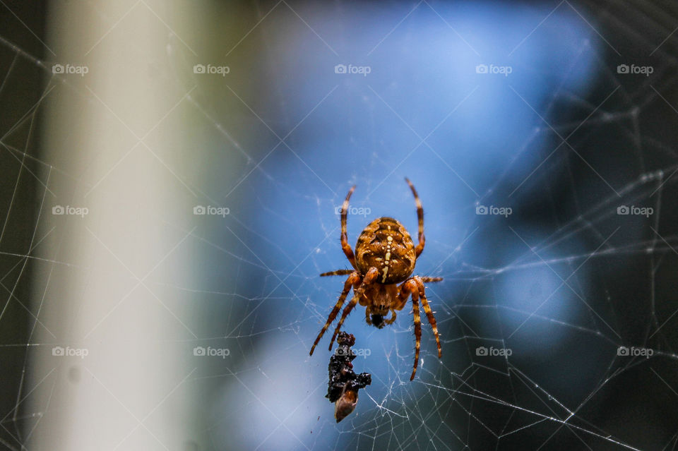 1st signs of Autumn. This spider has set her web up close to my house to capture bugs looking for the extra warmth near the house.  Her latest meal  is sitting below her in the web. Spiders are an important part of the food chain!  🕷
