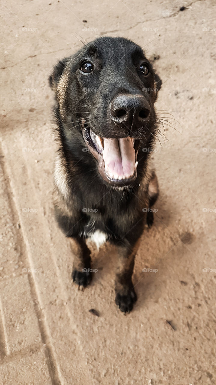 puppy smiling at the camera