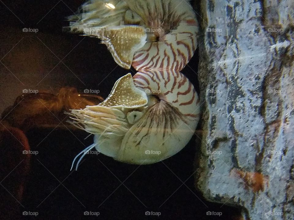 Chambered Nautilus and reflection