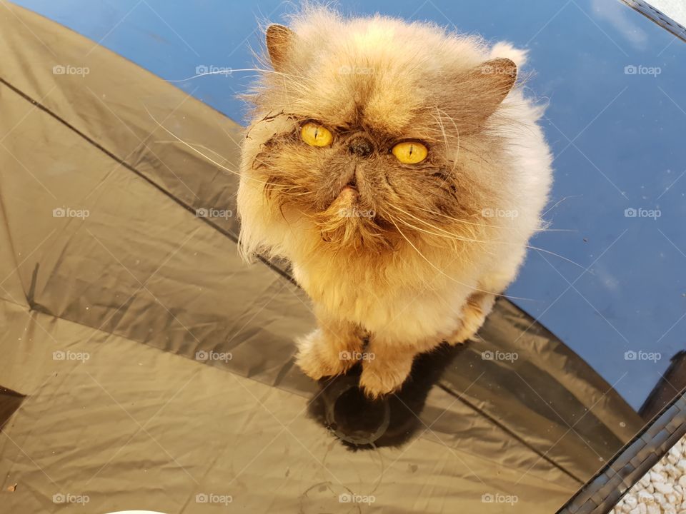 Pheobie the rescued persian aka smelly cat