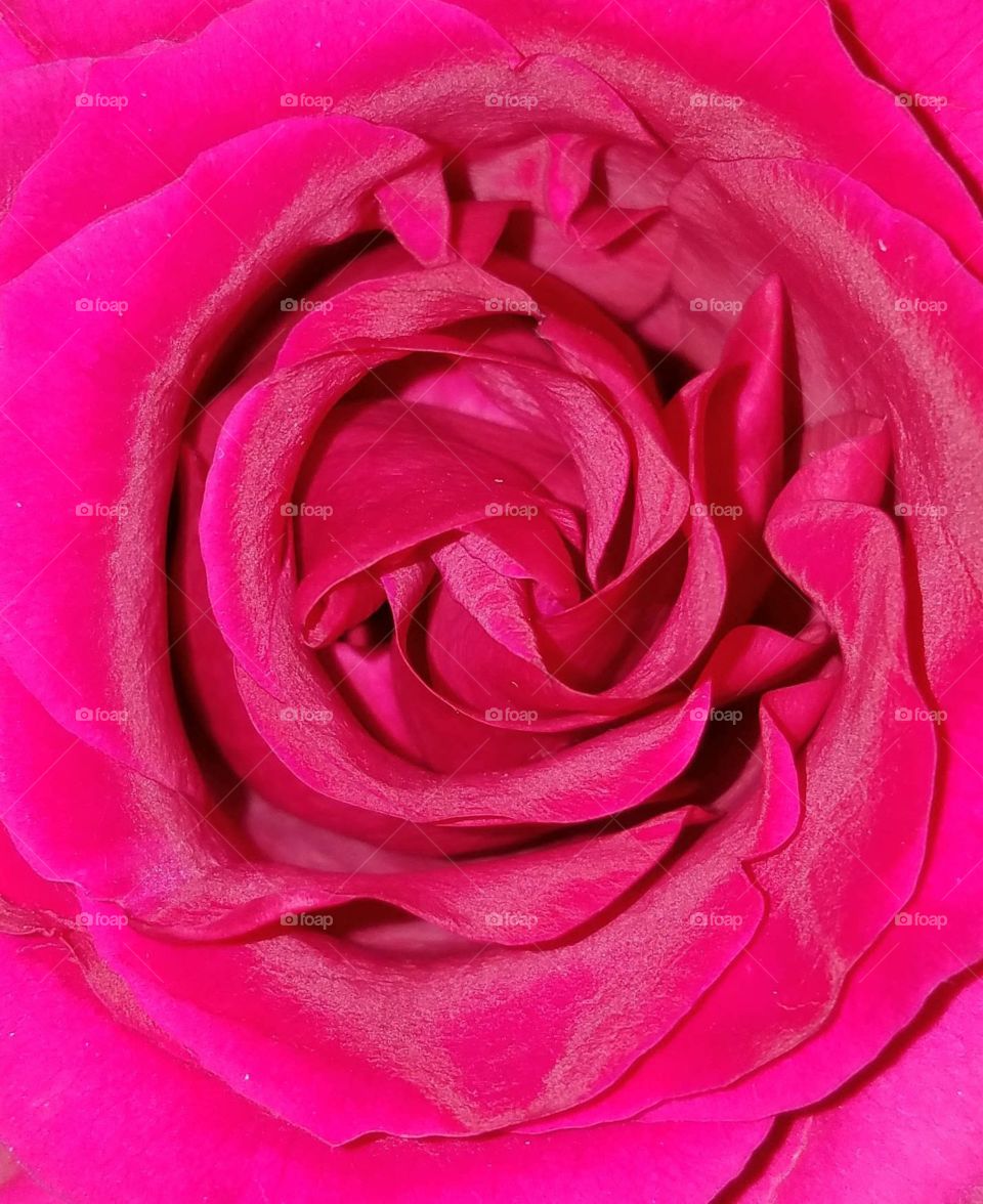 rose face