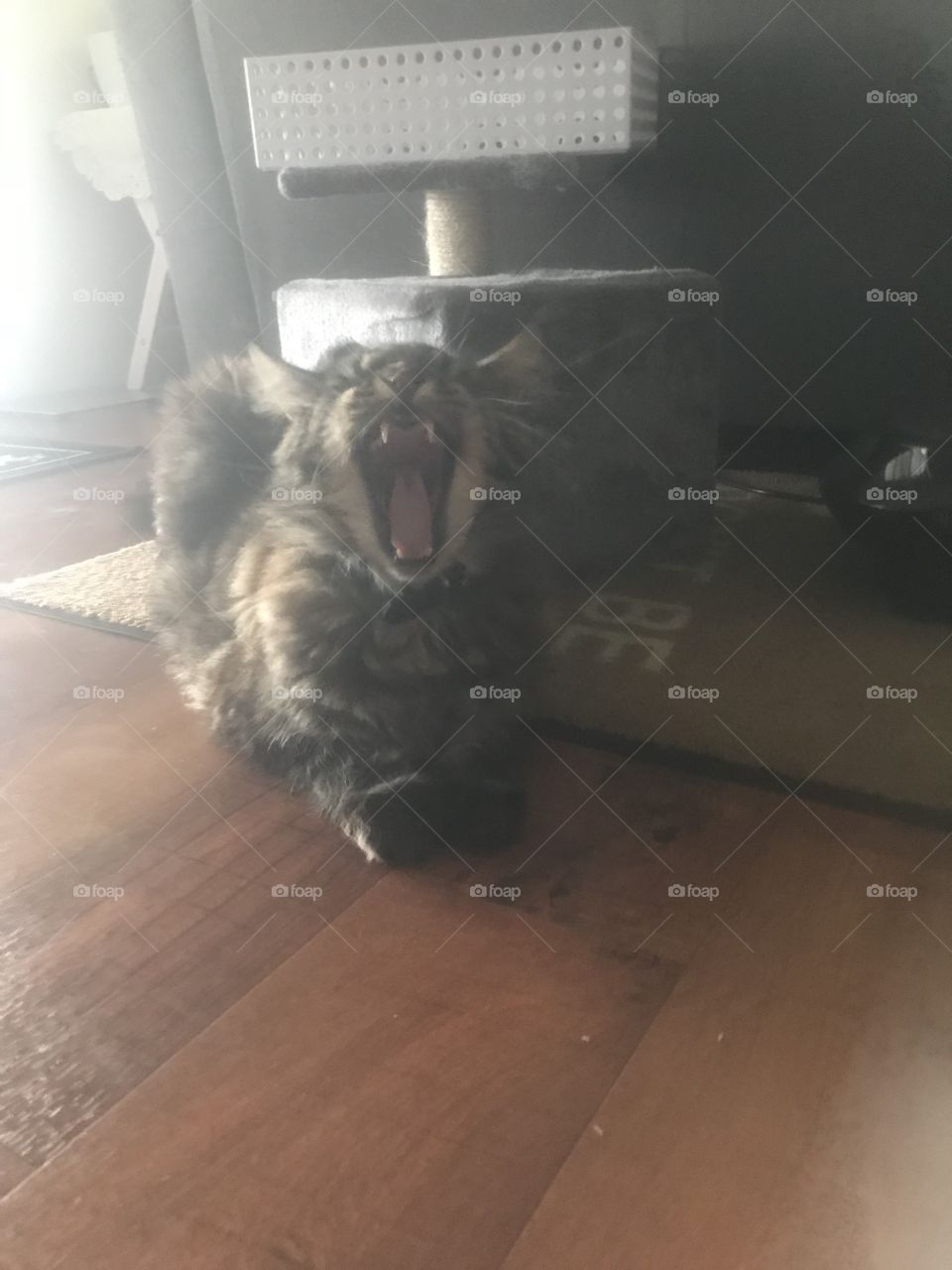 Huge maine  Coon kitty just having a yawn 