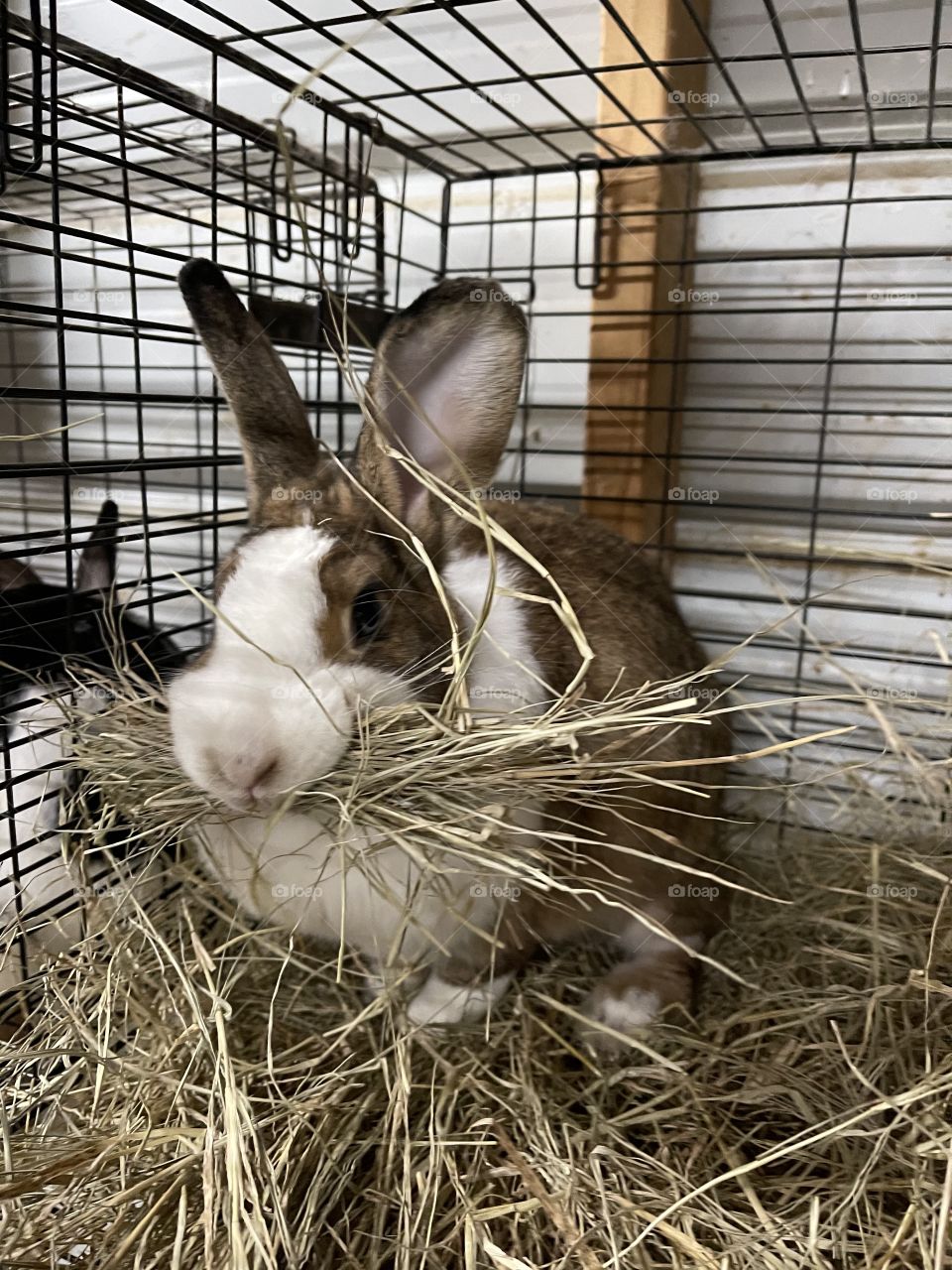 Dutch rabbit with hay in her mouth 