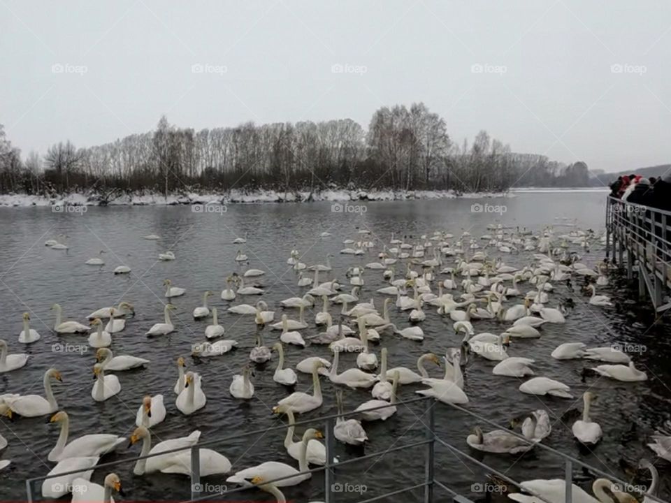 Joyful ducks and swans