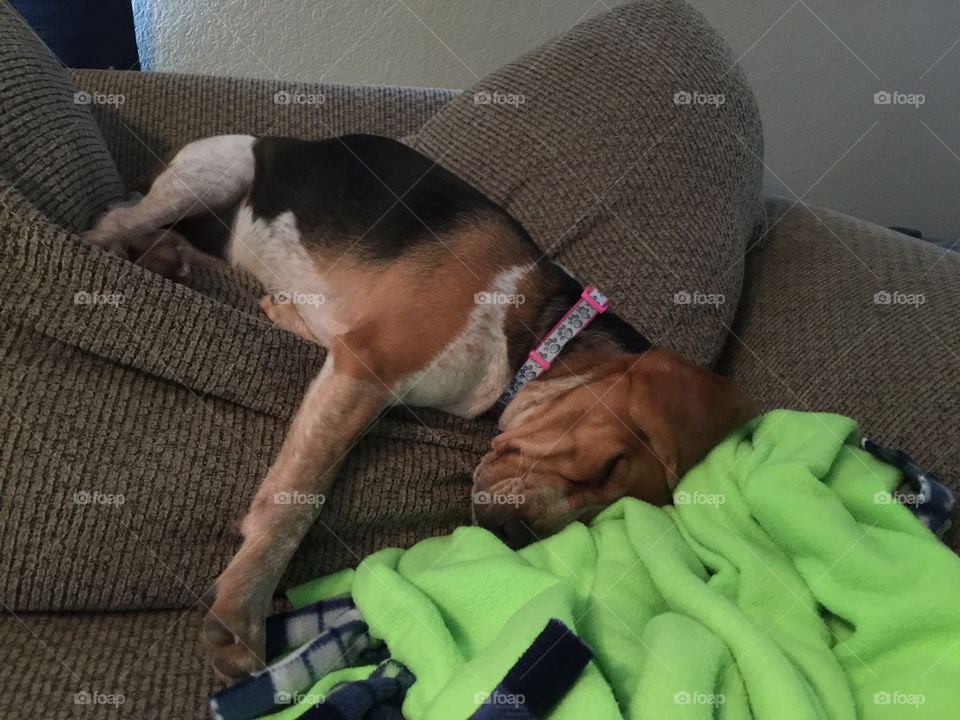 Sleepyhead, sleeping upside down 