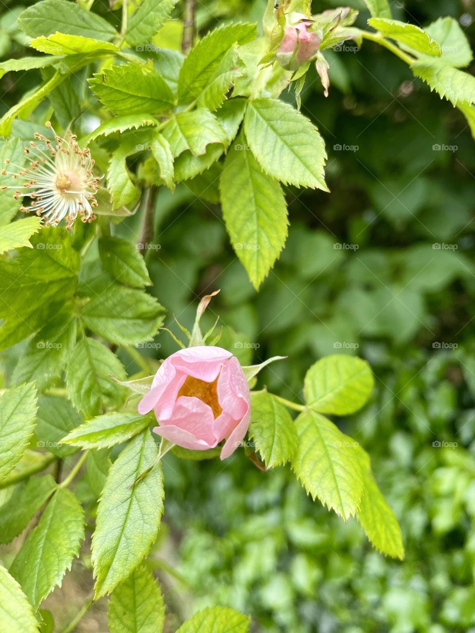 New and aged wild rose 🌸