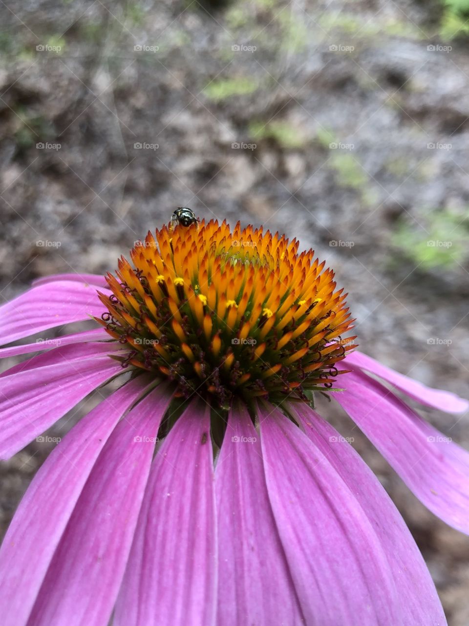 Closeup purple coneflower with pollinating insect 