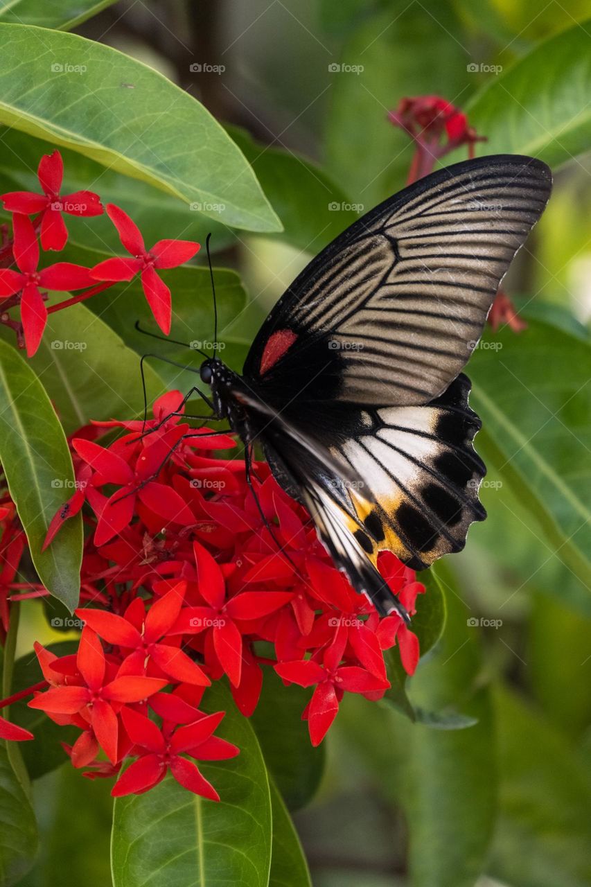 a butterfly perched on a red flower