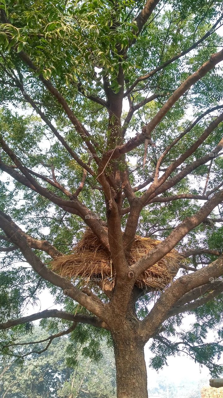 amazing tree