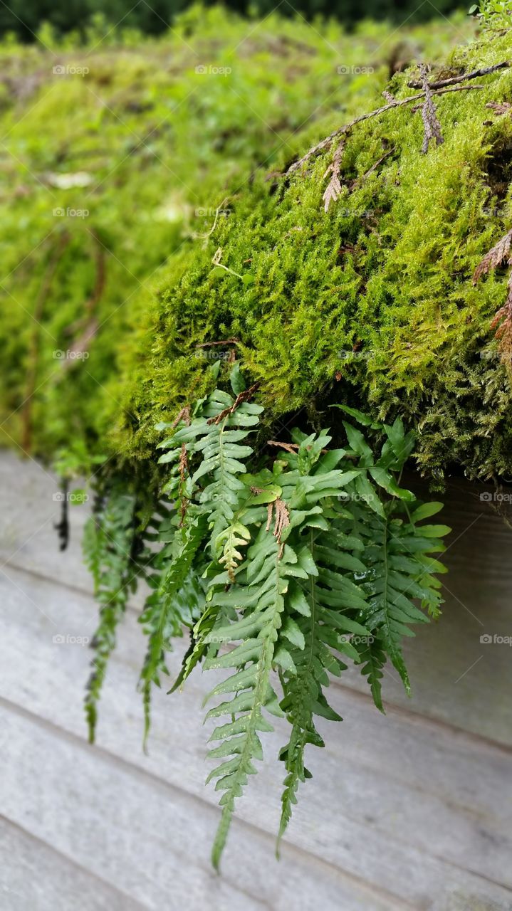 moss and fern