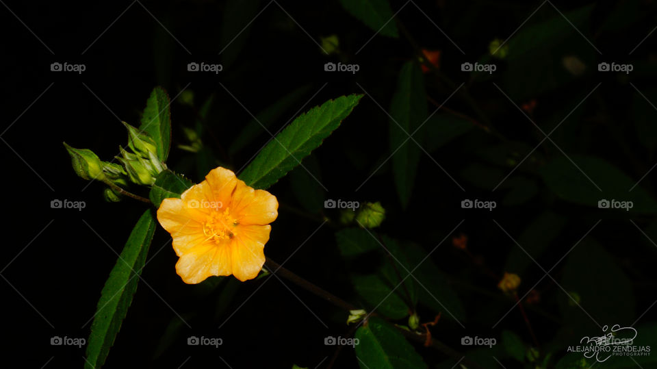 Flower In The Shadows