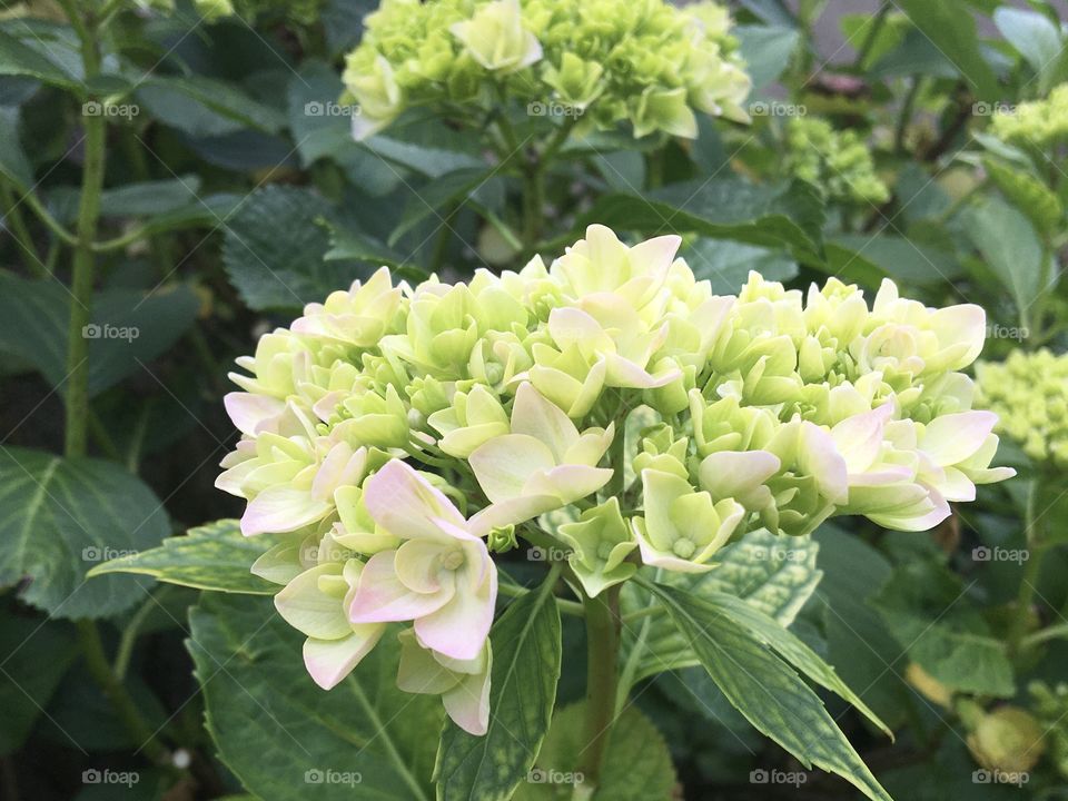 Bud of hydrangeas flower
