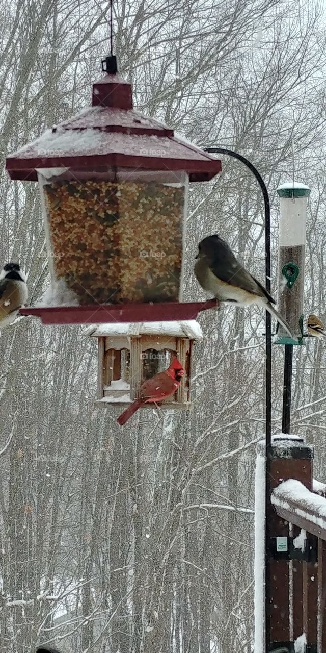 backyard birds