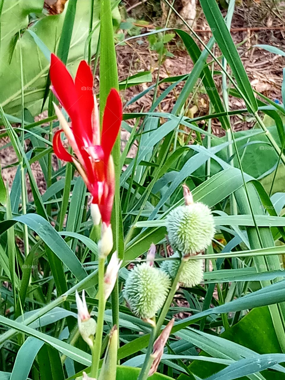 red frangipani flowers
