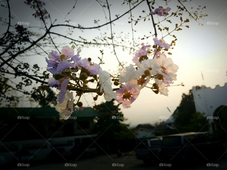 Spring season in evening.