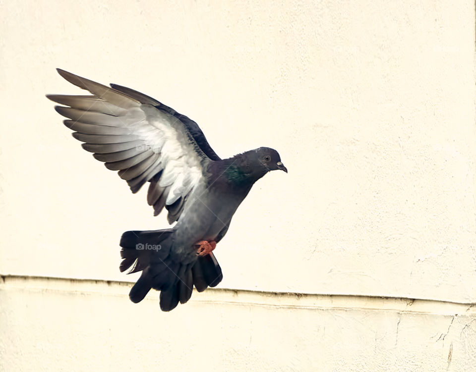 Bird photography - Dove - Morning wing  stretch