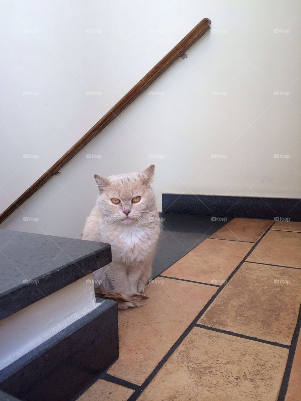 Domestic cat waiting for lunch