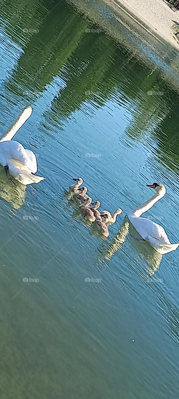 the swan family in the lake